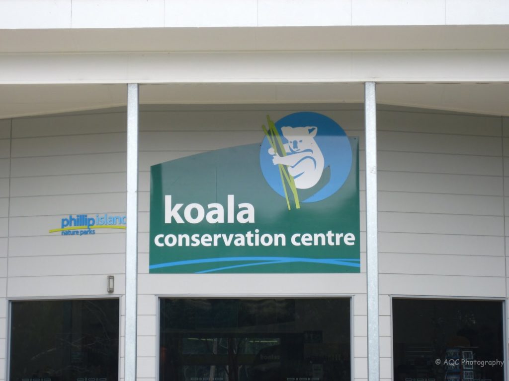 koalaconservationcenterphillipisland03